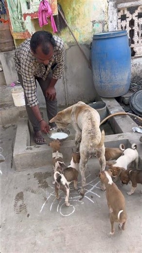 Milk feeding 😊💕 Dog 🐶 #dasarihelpinghands #helpthemfoundation #food #dog #dogshorts