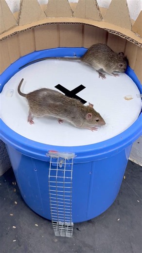 DIY Mouse Trap Hack Everyone Should See #rat