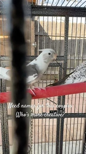 Need names for this couples #pets #pet #birds #animals #cockteilbird #fyp #foryou #foryoupage