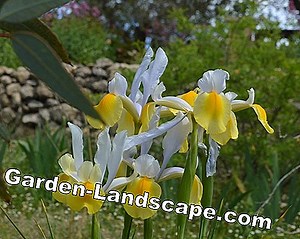 Plantas: Lirio de escalada africano, Gloriosa rothschildiana - care | 2025