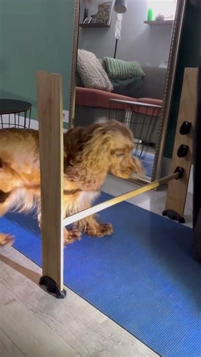 Маршрут #cockerspaniel #puppy jump #cute #pets