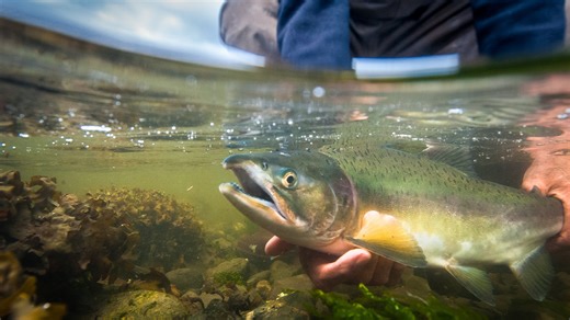 Beware these fish: What to know before eating your catch in Kansas
