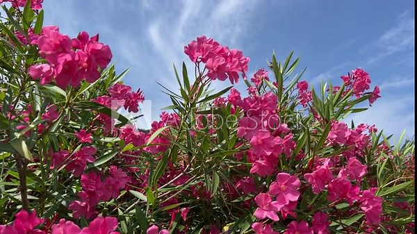 Pink flowers oleander nerium bush beautiful blossom on sky.