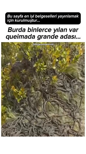 Belgesel Hakkında on Instagram: "Kendinizi milyonlarca yılanın yönettiği, her adımda kaynadığı Queimada Grande Adası’nda hayal edin. Bir maceraperest, her bir metrekaresinde yaklaşık 15 yılanın yaşadığı bu ürkütücü yerdeki gezintisini kameraya almayı başardı. Video o kadar etkileyici ki, ekran üzerinden izlemek bile insanın tüylerini ürpertiyor. Tehlikesine rağmen ada resmî olarak tamamen kapatılmış değil, ancak buraya adım atan nadir ziyaretçiler yalnızca herpetologlar ve Brezilya donanmasının 