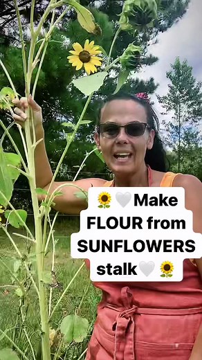 Make your own Flour! By using sunflower stalks! 🌻🍃 #sunflowers #homemadeflour #flour #eatwhatyougrow #homemadefood #gardentotable #sunflower #sunflowerflour #growfood #homestead #kitchengarden
