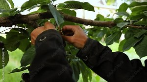 Close-up view of the cherry-picking process. A professional worker at cherry harvest. Hands of an unrecognizable man picking sweet raw cherries