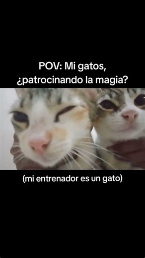 EL MEJOR MOTIVADOR 17 AÑOS #fuerza #gatos #inpiracion #inpiracion #cat
