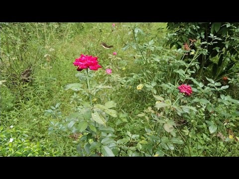 Blooming Profits: Discover the Top Benefits of Flower Farming in the USA