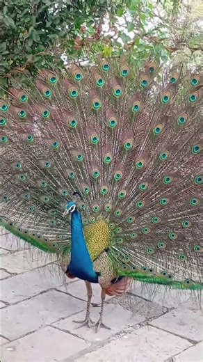 Peacock #ai #love #trending #live #gratitude #peacock #dance #birds #viral #viralvideo #shorts #mor