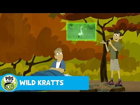 WILD KRATTS | Who Are You Calling A Turkey? | PBS KIDS