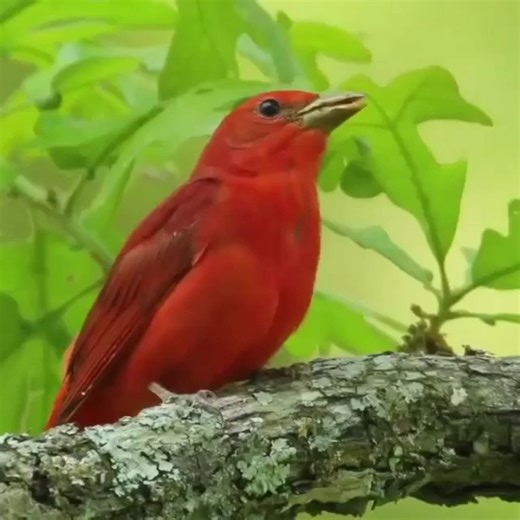 Summer tanager, male (Piranga rubra) | BIRDS & Nature