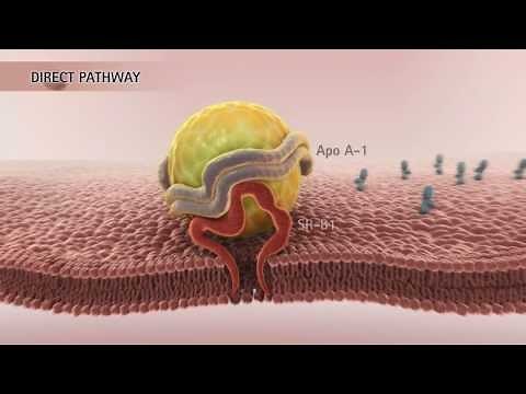 HDL & Reverse Cholesterol Transport [HD]