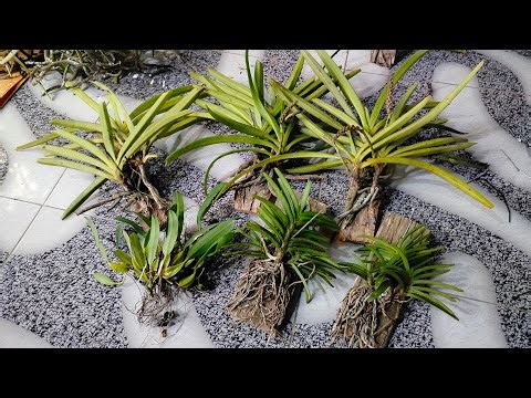 Live Share and Sale part 3 2026 MY Orchids Banyuwangi