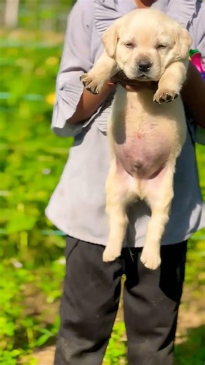 Labrador retriever puppy booking open healthy lab puppies vaccinated trained contact today