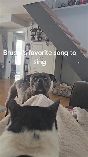 he sings it everytime and strawberry wine #countryroad #dogsoftiktok #sing #brucewillis