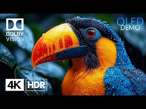 World's Most Glorious 4K HDR 60fps Dolby Vision (4K Video)