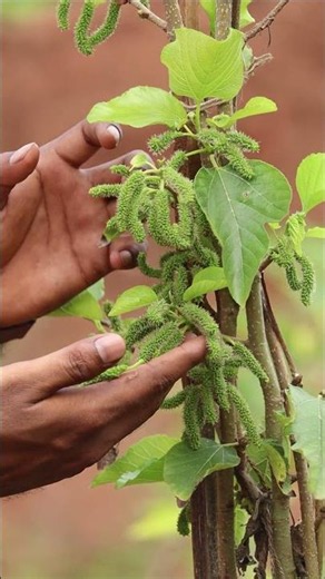 Mulberry Plant 🍇 Sweet & Juicy Superfruit | Fast Growing Fruit Plant for Home Garden