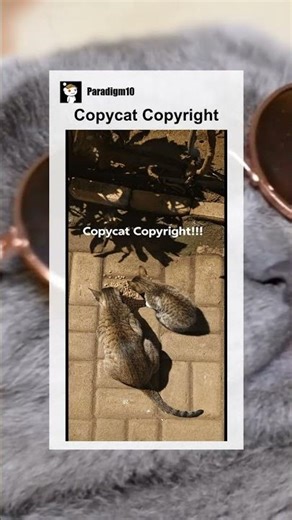 Copycat Copyright #memes #meme #memesdaily