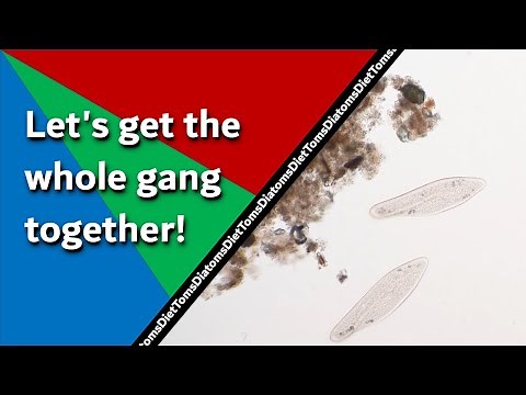 Objective Corrections - Differences between Achromatic, Plan, and Apochromatic Lenses