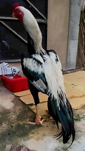 99K views · 4.3K reactions | Java Aseel on Reels | Facebook