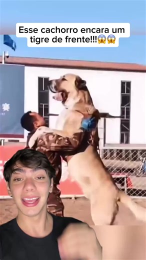 Alabai: O Cachorro Corajoso que Enfrenta Tigres