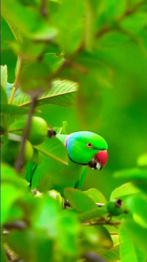 Indian Ringneck Parrot 🌿🦜 in the Wild | Stunning Jungle Adventure #indianbird