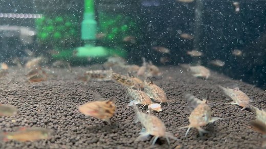 Aspidoras Albater now available in store | Simply Aquatics