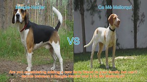 Beagle-Harrier vs. Ca Mè Mallorquí: A Guide to Choosing the Right Dog Breed