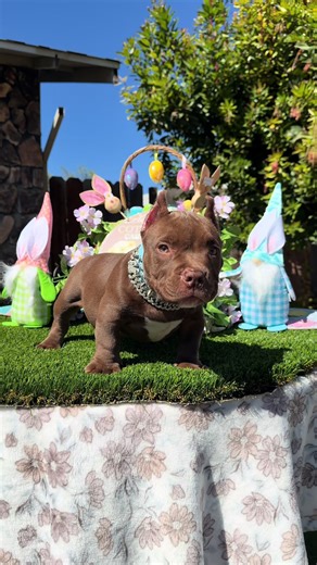 Everything You Need to Know About Micro American Bullies