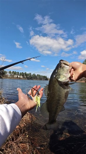 Successful Spinnerbait Fishing for Largemouth Bass