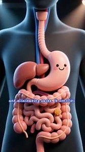 How Food is Digested in our Body