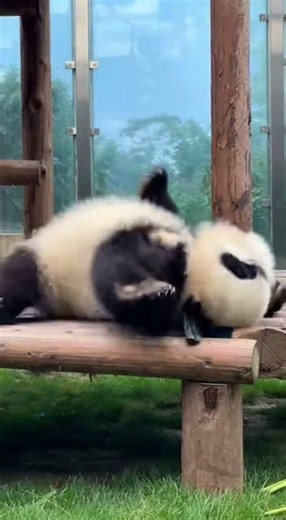 The most adorable panda slide fail ever
