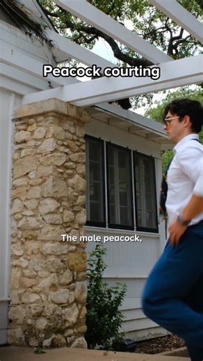 65 reactions | What “bird watching” actually means | Keith Laue | Facebook