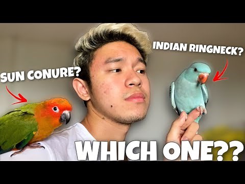 SUN CONURE OR INDIAN RINGNECK: WHICH BIRD IS RIGHT FOR YOU?