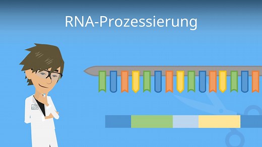 RNA-Prozessierung — häufigste Fragen