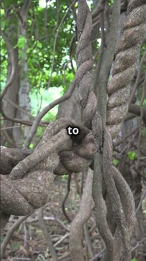 Korowai People Live In Treehouses In The Sky!