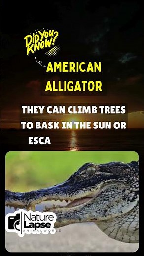 Did You Know Alligators Can Climb Trees?