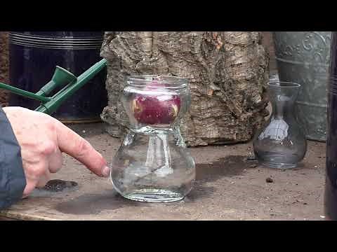Growing Hyacinths in a vase