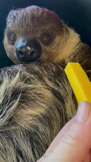 Celebrate International Sloth Day with Pedro the Linne’s Two-Toed Sloth