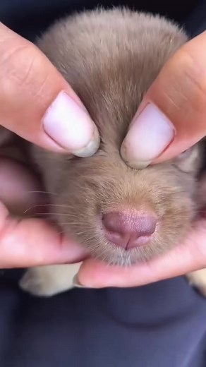 You_won't_believe_what_came_out_of_this_one_#pimplepop_#satisfying | Animals Moments