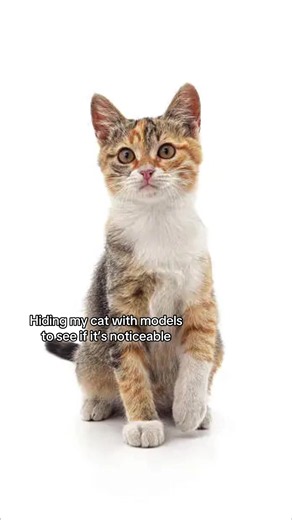Super hard edition😳 #dwarfcat #funnycat #catbreeds #cutecat | cats