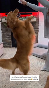 My Dog Thinks He's a Kangaroo! | Tucker Budzyn