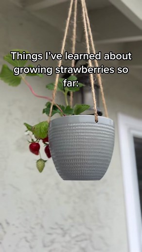 Growing Seascape Strawberries in Carlsbad | Gardening Tips