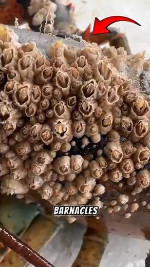 What’s the Difference Between Barnacles, Goose Barnacles, and Gooseneck Barnacles? #barnacles #sea