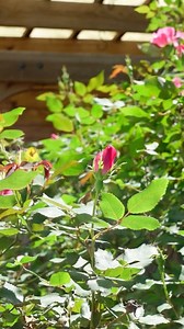 3.6K views · 235 reactions | Are you ready to grow this spring?  It’s the perfect time to start the SPRING section of my guided journal SEASONS OF GROWTH: A Journal for Well-Being Inspired by Trees  @harperonebooks | Garden Marcus | Facebook