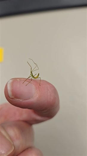 24 reactions | Good morning from this tiny little stick bug.  I stand corrected. It's an Assassin Bug nymph, but still cute. | Cheyenne Knox | Facebook