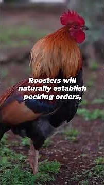 Cockfighting: The dangerous and cruel REALITY