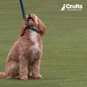 From The Kennel Club UK's largest dog training scheme, these Good Citizens show off their stuff at Crufts 2025 🐾 | Crufts