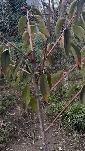 pruning the cherry tree | Petrit Tahiri