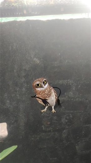 owl bride -পেচা পাখি😱🦅🦉🦉🦉🦉 #dance #trending #owl #pecapaki#shorts #spidarman #cartoon #viral